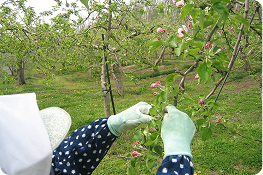 5月〜6月 摘花・摘果